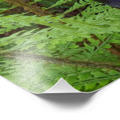 Bosland Jack-in-the-Pulpit Plant Botanisch Foto Afdruk (Hoek)