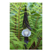 Bosland Jack-in-the-Pulpit Plant Botanisch Foto Afdruk (Voorkant)