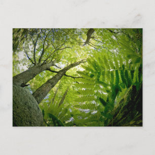 Boslandschap in Acadia National Park, Maine. Briefkaart
