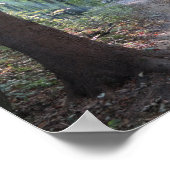 boslicht van bieszczady poster (Hoek)