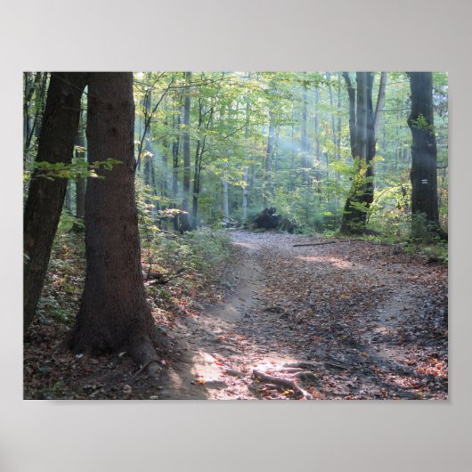 boslicht van bieszczady poster (Voorkant)