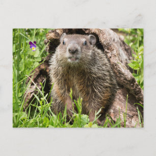 Bosmarmot in een holle boomstam briefkaart