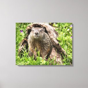 Bosmarmot in een holle boomstam canvas afdruk