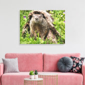 Bosmarmot in een holle boomstam canvas afdruk (Insitu (Woonkamer))