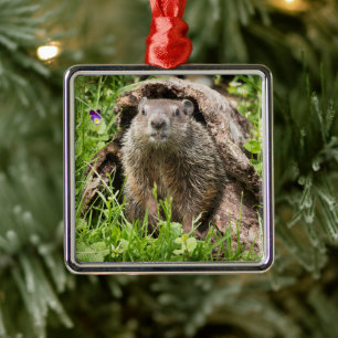 Bosmarmot in een holle boomstam metalen ornament