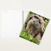 Bosmarmot in een holle boomstam planner (Display)