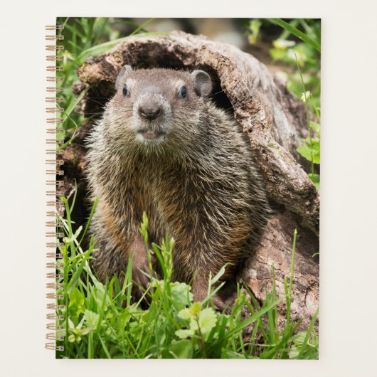 Bosmarmot in een holle boomstam planner (Voorkant)