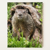 Bosmarmot in een holle boomstam planner (Achterkant)