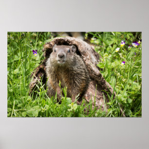 Bosmarmot in een holle boomstam poster