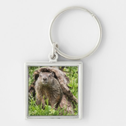 Bosmarmot in een holle boomstam sleutelhanger (Voorkant)