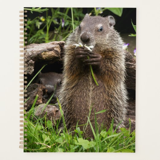 Bosmarmot knabbelend aan een bloem planner (Voorkant)