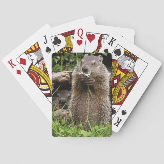 Bosmarmot knabbelend aan een bloem pokerkaarten (Achterkant)