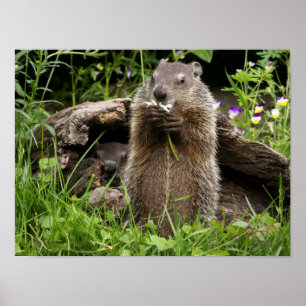 Bosmarmot knabbelend aan een bloem poster