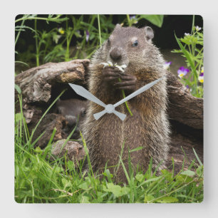 Bosmarmot knabbelend aan een bloem vierkante klok