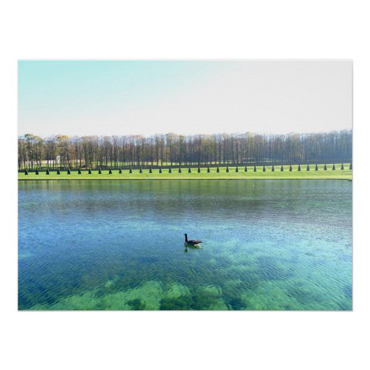 Bosmeer. Gans op water. Perfect Poster (Voorkant)