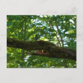 Bosoverschrijding Briefkaart (Voorkant)