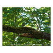 Bosoverschrijding Foto Afdruk (Voorkant)