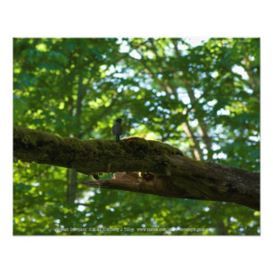 Bosoverschrijding Foto Afdruk