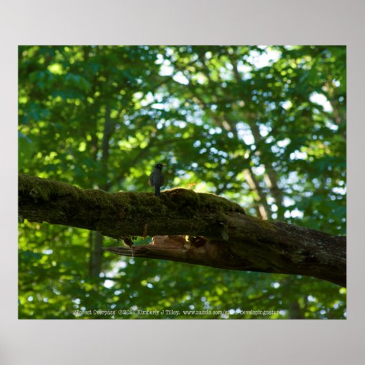 Bosoverschrijding Poster (Voorkant)