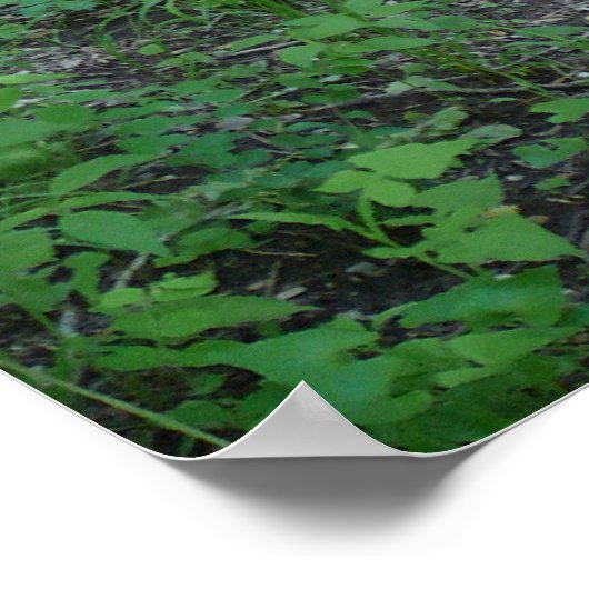 Bospad Poster (Hoek)