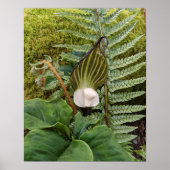 Bosplanten Botanische Fotografische Poster (Voorkant)