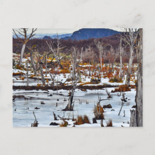 Bosque de Niebla, Tierra del Fuego, Argentinië. Briefkaart