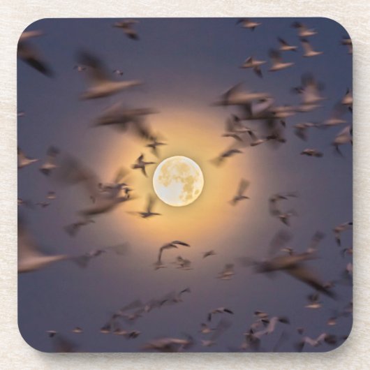 Bosque del Apache National Wildlife Refuge Bier Onderzetter (Voorkant)