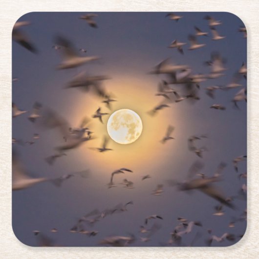 Bosque del Apache National Wildlife Refuge Kartonnen Onderzetters (Voorkant)