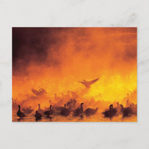 Bosque del Apache National Wildlife Refuge, NM Briefkaart