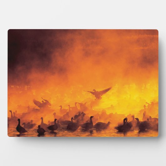 Bosque del Apache National Wildlife Refuge, NM Fotoplaat (voorkant)