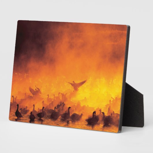 Bosque del Apache National Wildlife Refuge, NM Fotoplaat (Zijkant)