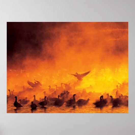 Bosque del Apache National Wildlife Refuge, NM Poster (Voorkant)