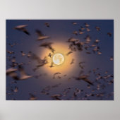 Bosque del Apache National Wildlife Refuge Poster (Voorkant)