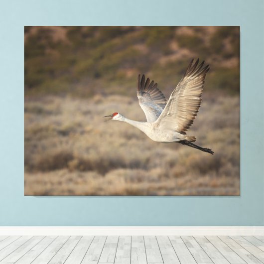 Bosque del Apache NWR Canvas Afdruk (Insitu (Houten vloer))