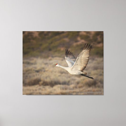 Bosque del Apache NWR Canvas Afdruk (Voorkant)
