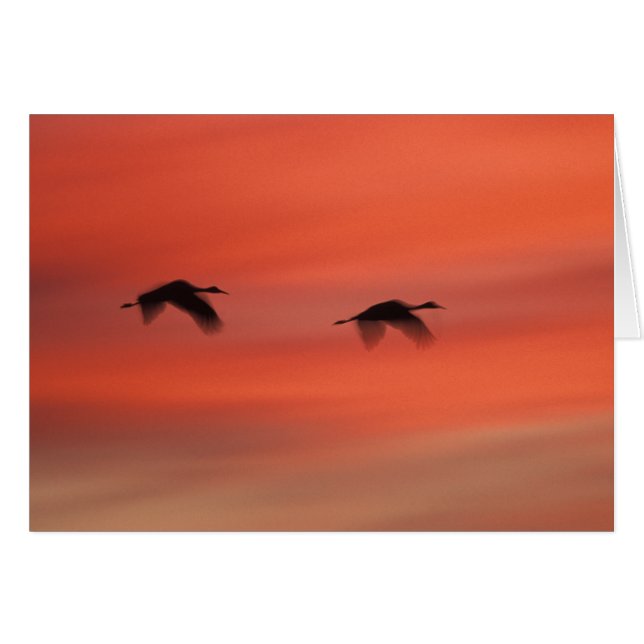 Bosque del Apache Wildlife Refuge | New Mexico (Voorkant Horizontaal)