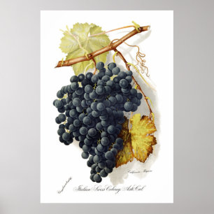 Bosqui Mignon CA Wijndruiven Poster
