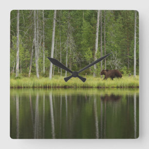 Bossen   Beer in het noordelijk deel van het Taiga Vierkante Klok