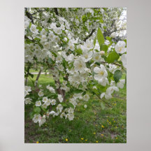 Bossen Bloesems