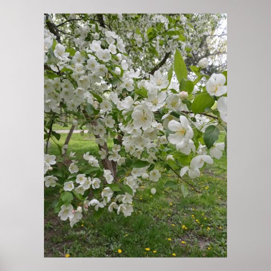 Bossen Bloesems Poster (Voorkant)