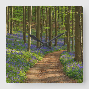 Bossen   Bluebell Forest in België Vierkante Klok