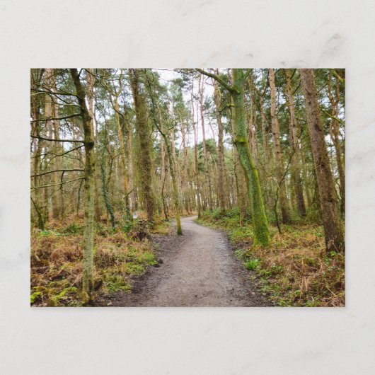 Bossen  briefkaart (Voorkant)