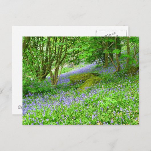 Bossen Briefkaart (Voorkant / Achterkant)