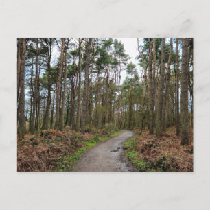 Bossen Briefkaart