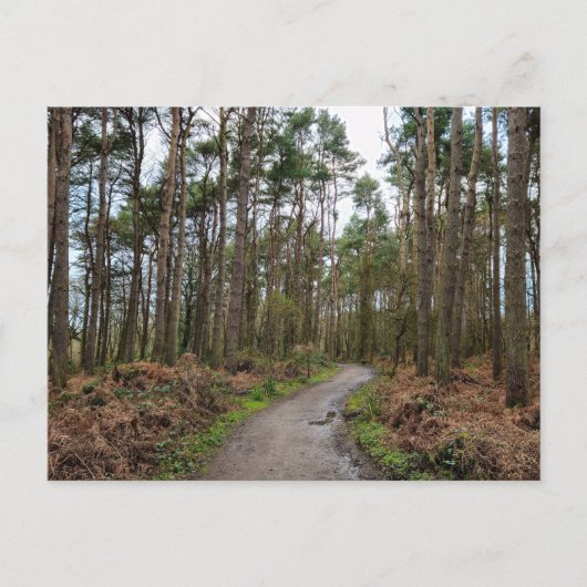 Bossen Briefkaart (Voorkant)