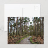 Bossen Briefkaart (Voorkant / Achterkant)