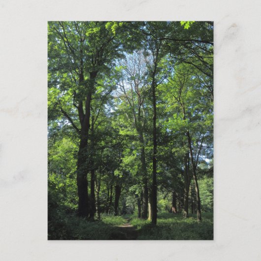 Bossen. Bute Park, Cardiff Briefkaart (Voorkant)
