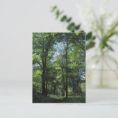 Bossen. Bute Park, Cardiff Briefkaart (Staand voorkant)