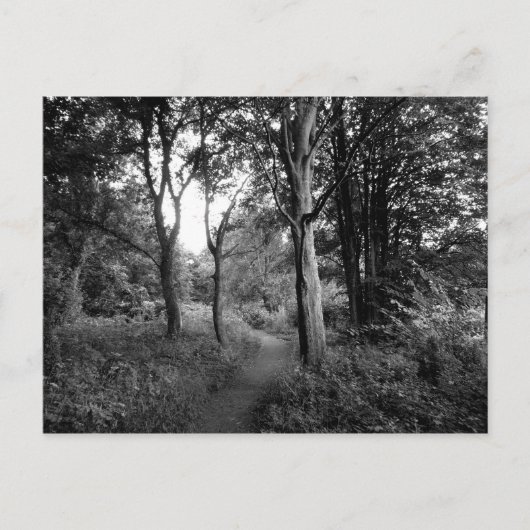 Bossen Bute Park, Cardiff Briefkaart (Voorkant)