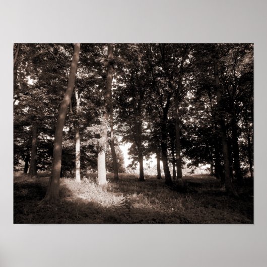 Bossen Bute Park, Cardiff II Poster (Voorkant)